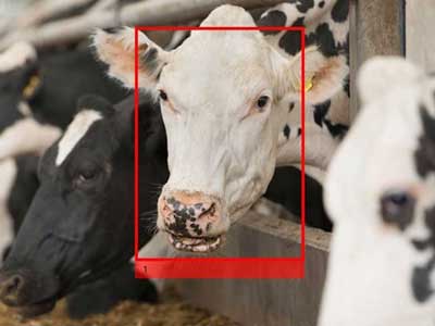 IRIS Recognition Arriving for Cattle Identification