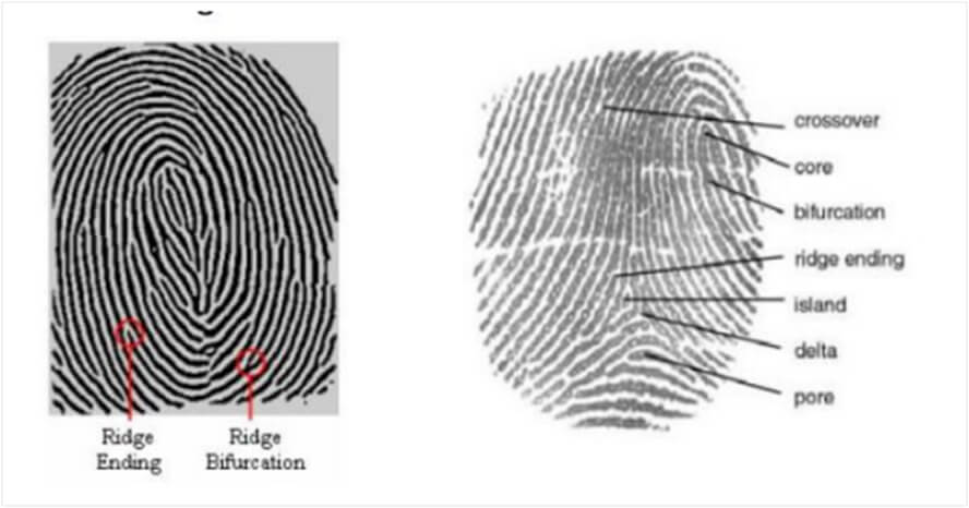 Fingerprint Minutiae Features