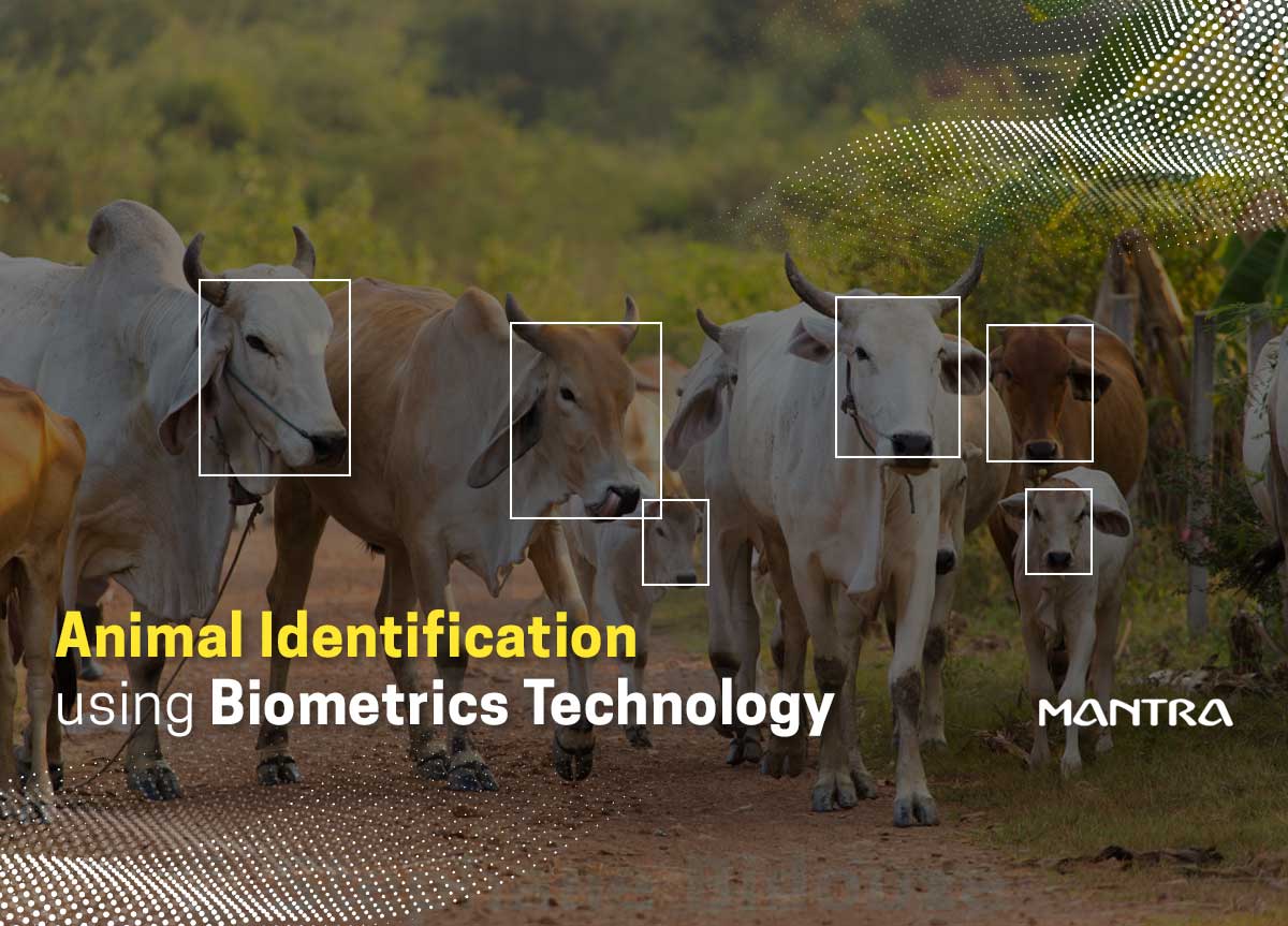 Cattle Biometrics Identification